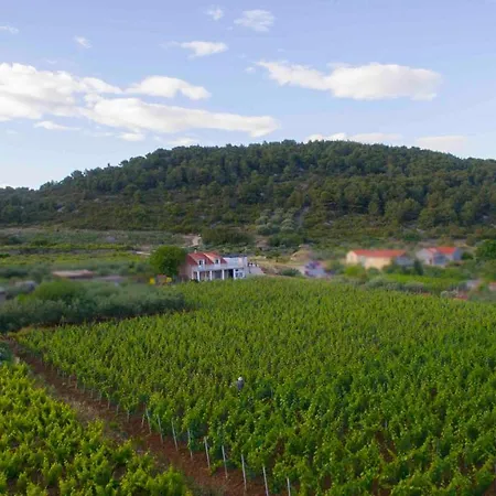 Green Paradise Vis
